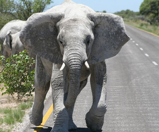 Elephants, Namibian road