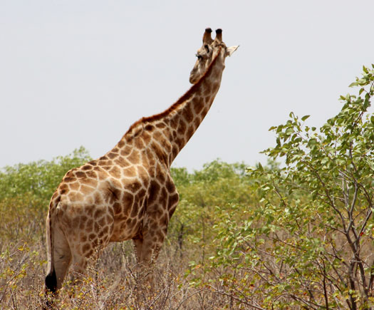 Giraffe, Etosha National Park