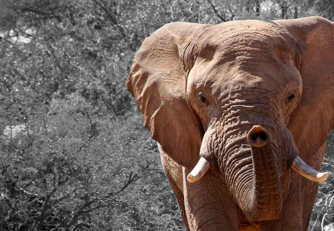 Elephant, Namibia